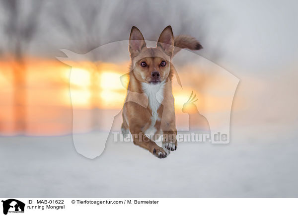 rennender Mischling / running Mongrel / MAB-01622