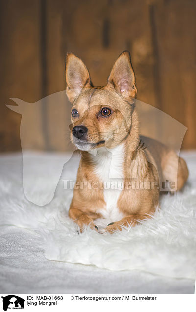 liegender Mischling / lying Mongrel / MAB-01668