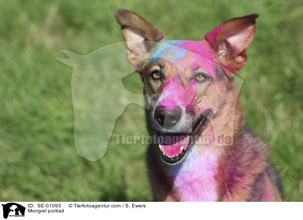 Mischling Portrait / Mongrel portrait / SE-01093