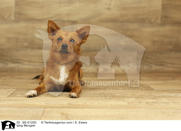 liegender Mischling / lying Mongrel / SE-01293