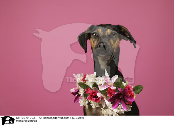 Mischling Portrait / Mongrel portrait / SE-01302