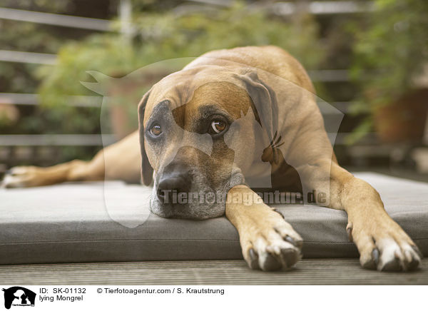 liegender Mischling / lying Mongrel / SK-01132