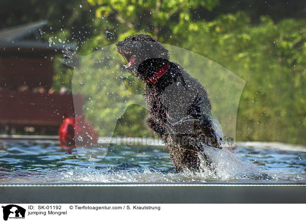springender Mischling / jumping Mongrel / SK-01192