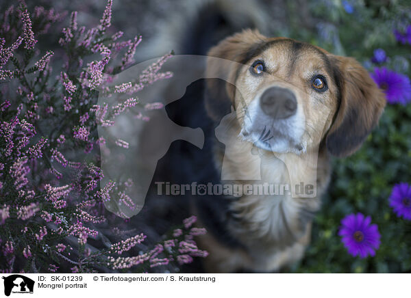 Mischling Portrait / Mongrel portrait / SK-01239