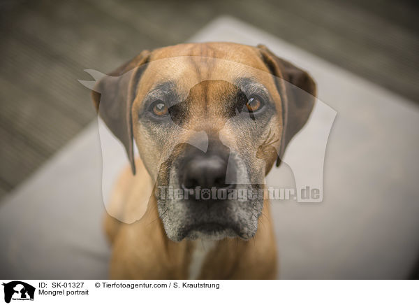 Mischling Portrait / Mongrel portrait / SK-01327