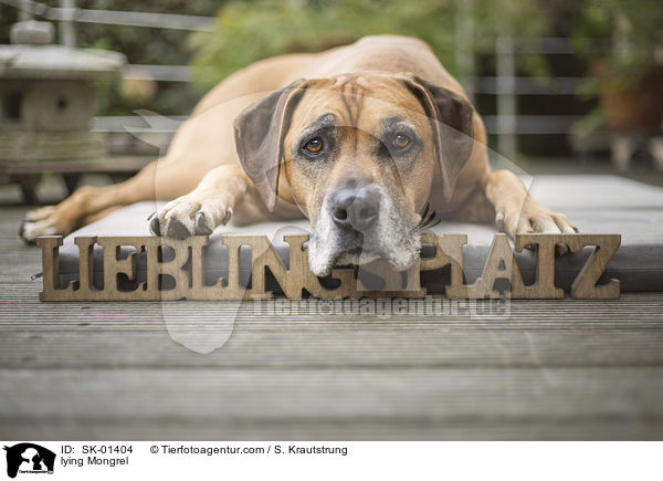 liegender Mischling / lying Mongrel / SK-01404