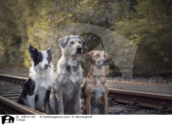 3 Hunde / 3 Dogs / SIB-01183