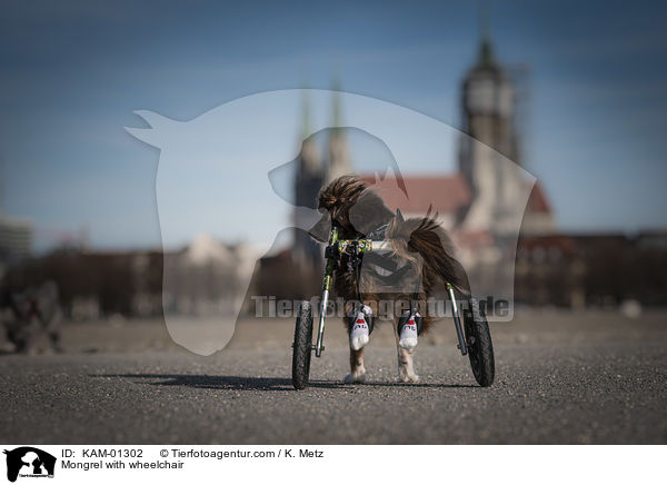 Mischling mit Rollstuhl / Mongrel with wheelchair / KAM-01302