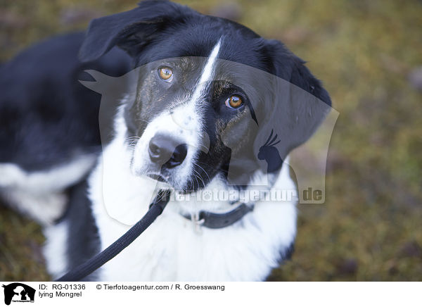 liegender Mischling / lying Mongrel / RG-01336