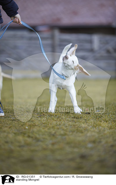 stehender Mischling / standing Mongrel / RG-01351
