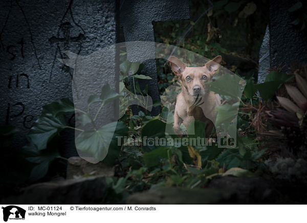 laufender Mischling / walking Mongrel / MC-01124