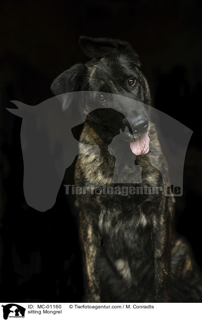 sitzender Mischling / sitting Mongrel / MC-01160