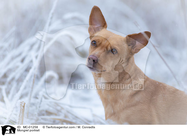 Mischling Portrait / Mongrel portrait / MC-01258