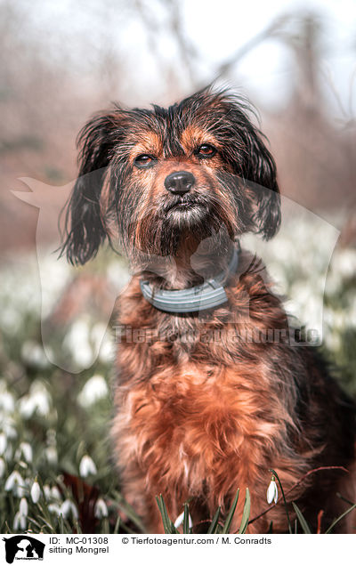 sitzender Mischling / sitting Mongrel / MC-01308