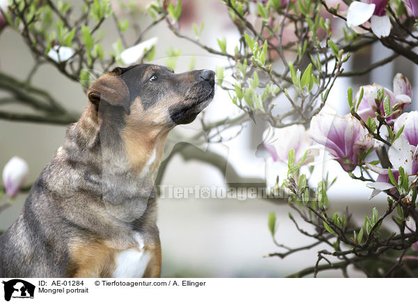 Mischling Portrait / Mongrel portrait / AE-01284