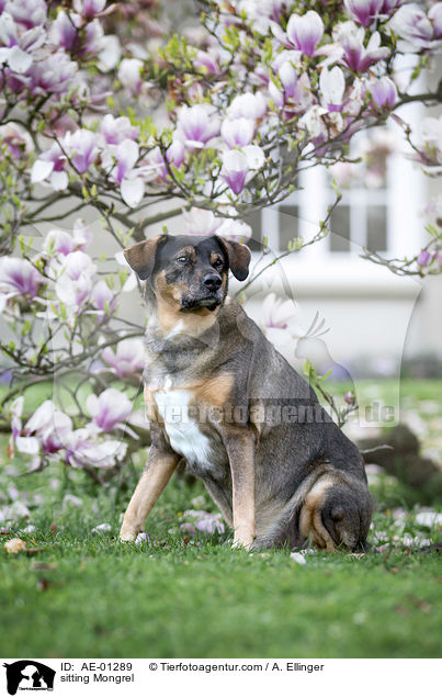 sitzender Mischling / sitting Mongrel / AE-01289