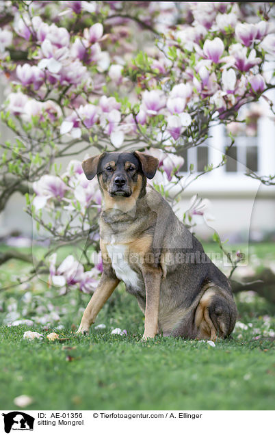 sitzender Mischling / sitting Mongrel / AE-01356