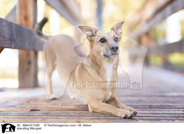 stehender Mischling / standing Mongrel / MAH-01399
