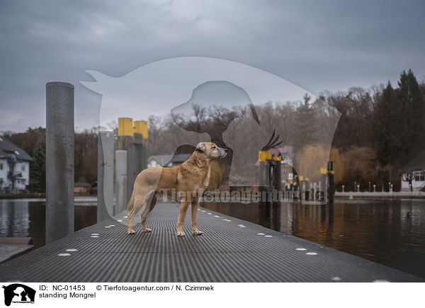 stehender Mischling / standing Mongrel / NC-01453