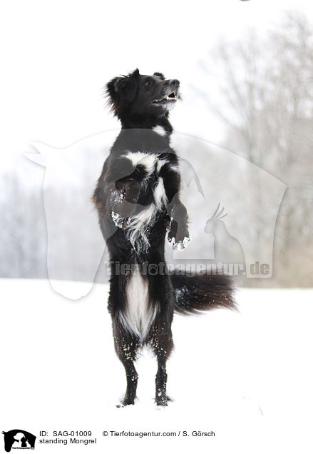 stehender Mischling / standing Mongrel / SAG-01009