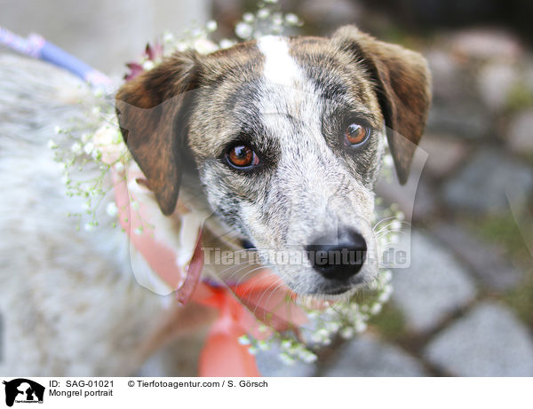 Mischling Portrait / Mongrel portrait / SAG-01021