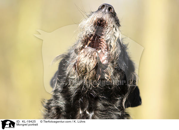 Mischling Portait / Mongrel portrait / KL-19425
