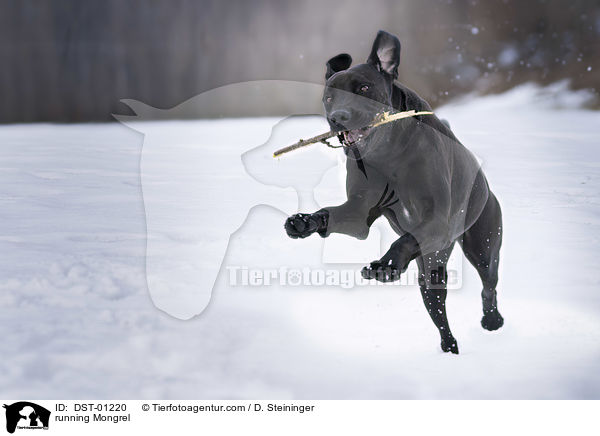 rennender Mischling / running Mongrel / DST-01220