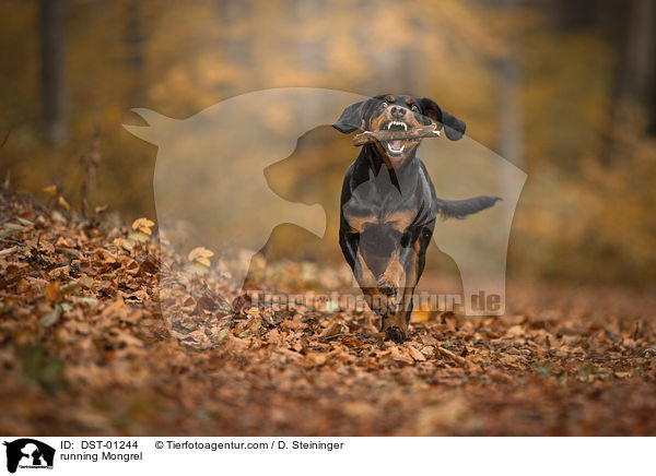 rennender Mischling / running Mongrel / DST-01244