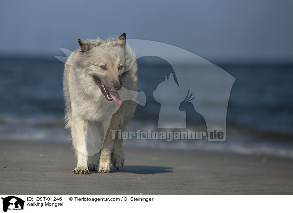 laufender Mischling / walking Mongrel / DST-01246