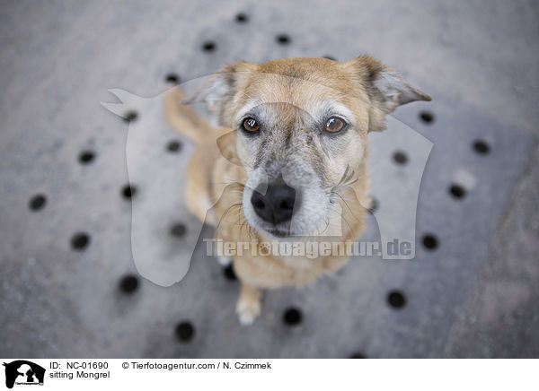 sitzender Mischling / sitting Mongrel / NC-01690