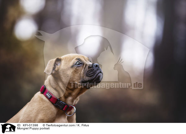 Mongrel Puppy portrait / KFI-01398