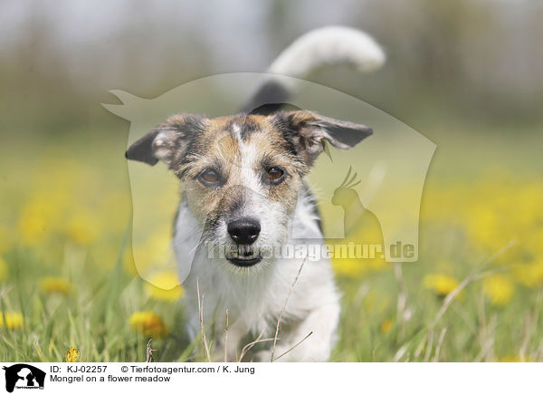 Mongrel on a flower meadow / KJ-02257