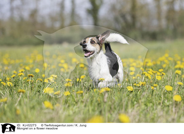 Mongrel on a flower meadow / KJ-02273