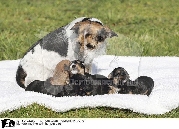 Mongrel mother with her puppies / KJ-02299