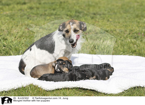 Mongrel mother with her puppies / KJ-02302