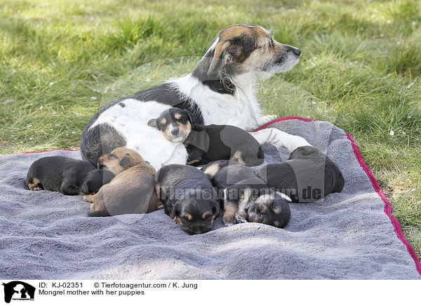 Mischling Mutter mit ihren Welpen / Mongrel mother with her puppies / KJ-02351