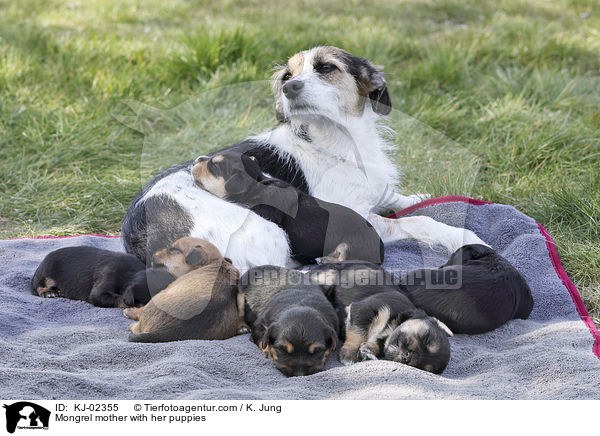 Mischling Mutter mit ihren Welpen / Mongrel mother with her puppies / KJ-02355