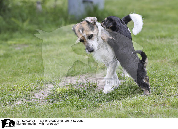 Mongrel mother with her puppy / KJ-02494