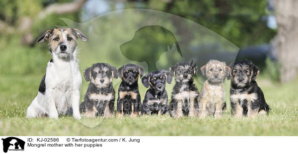 Mongrel mother with her puppies / KJ-02586