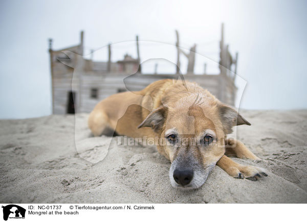 Mischling am Strand / Mongrel at the beach / NC-01737