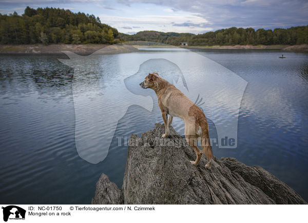 Mischling auf einem Felsen / Mongrel on a rock / NC-01750