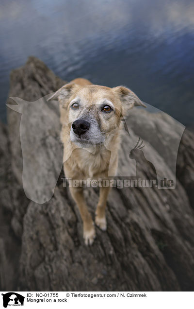 Mischling auf einem Felsen / Mongrel on a rock / NC-01755
