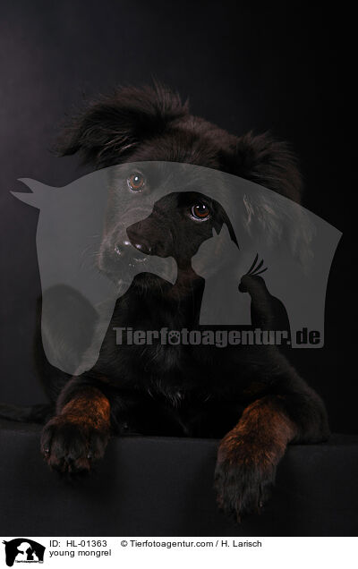 young mongrel / HL-01363