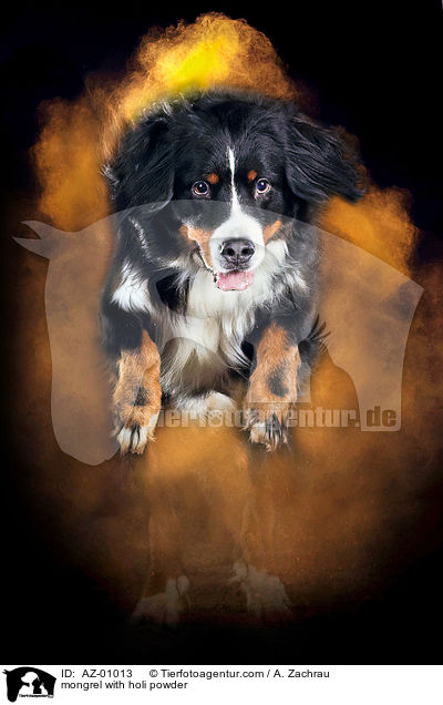 mongrel with holi powder / AZ-01013