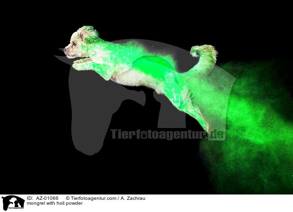 Mischling mit Holi Puder / mongrel with holi powder / AZ-01066