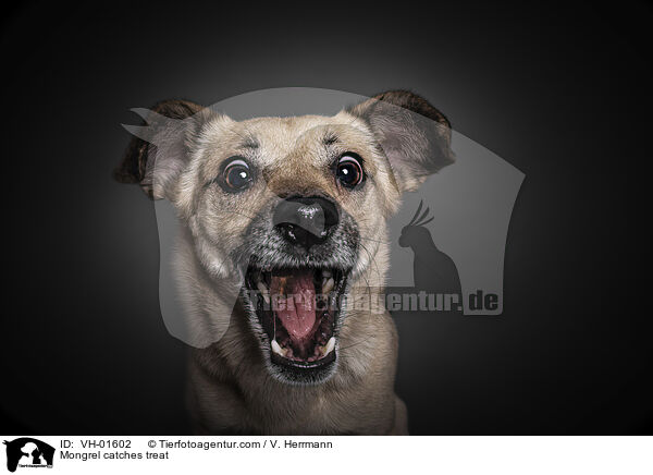 Mischling fngt Leckerli / Mongrel catches treat / VH-01602