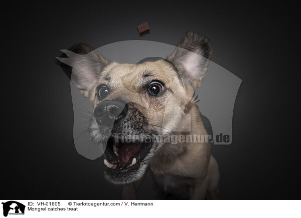 Mischling fngt Leckerli / Mongrel catches treat / VH-01605