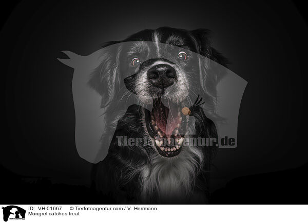 Mischling fngt Leckerli / Mongrel catches treat / VH-01667