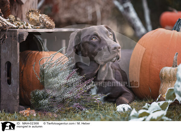 Mischling im Herbst / mongrel in autumn / MAH-02368
