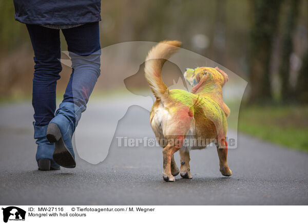 Mongrel with holi colours / MW-27116